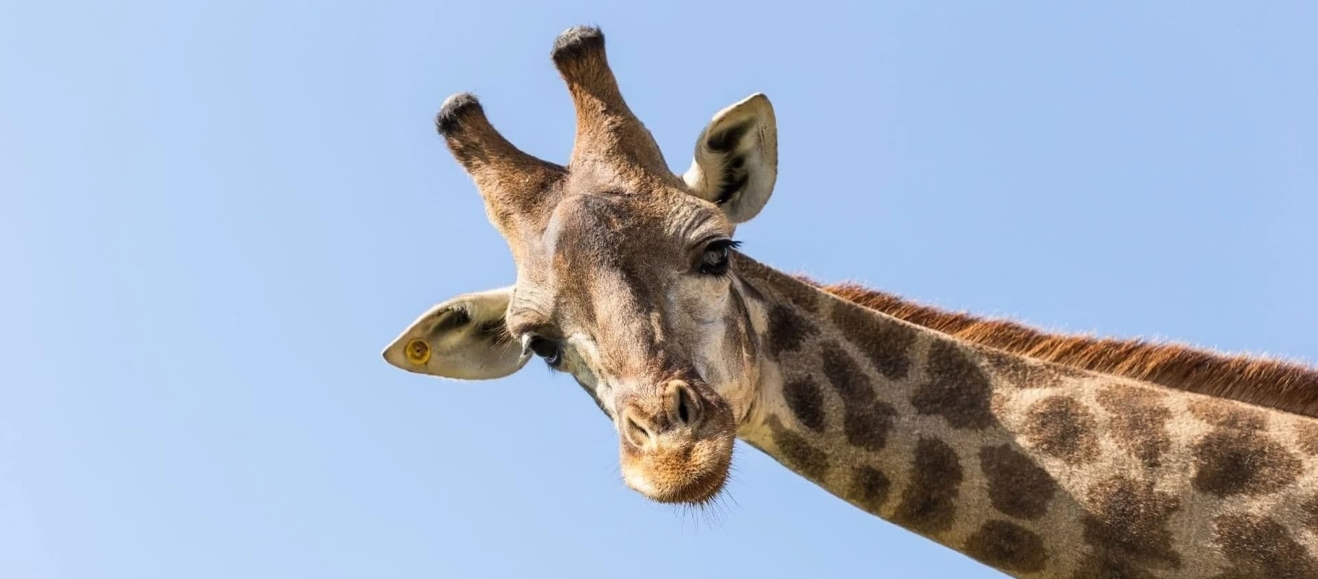 Akagera Giraffes